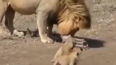 Lion fun with baby lions