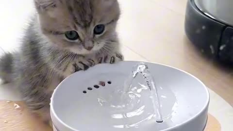 Cute baby cat having water #cuyecat #cuyebabycat