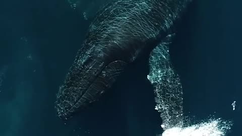 Breathing with whales