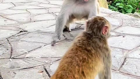 Funny monkeys #2