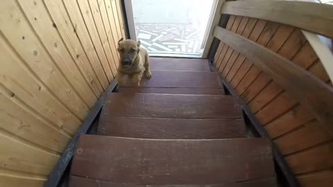 Puppy runs up the stairs