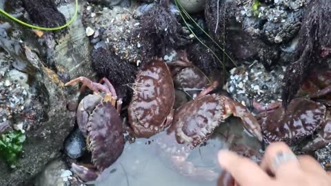 Angry crabs 🦀 tide pools fighting