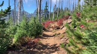 Central Oregon - Mount Jefferson Wilderness - Howling Wind & Dancing Trees