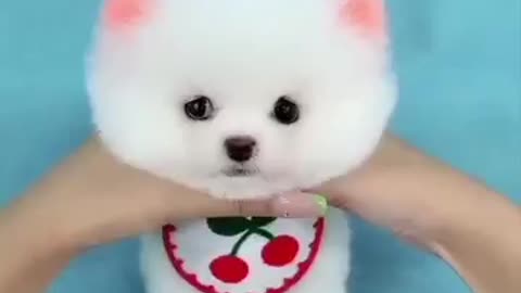 Cute puppy small cute baby dog