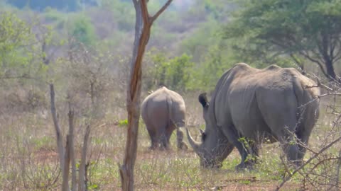 Kruger National Park