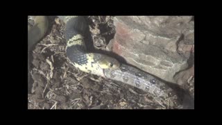Cobra eats Boa Constrictor