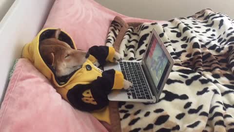 Dog spends rainy day watching cartoons on laptop