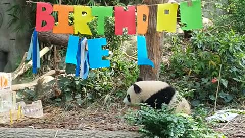 MENEWS Panda cub Le Lecelebrates 1st birthday