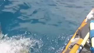 Tiger shark attacks fisherman's kayak off Hawaii coast