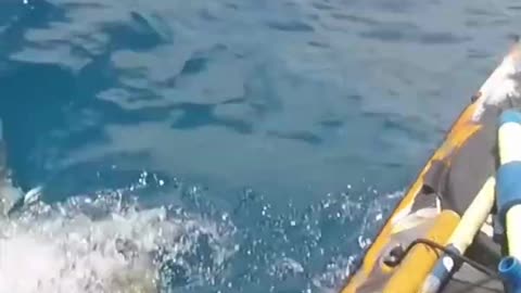 Tiger shark attacks fisherman's kayak off Hawaii coast