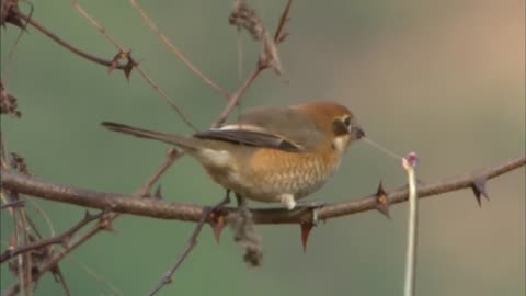 Birds Savage Skill: Snake Impaled 🦅🐍