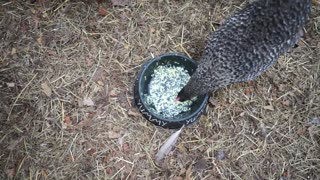 Chickens like potato salad more than I thought.