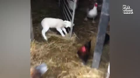 Farmyard Follies: Hilarious and Adorable Farm Animal Moments!