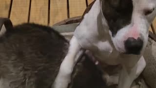 Raccoon Vs Pitbull