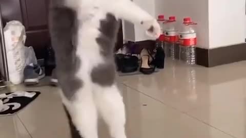 Beautiful cat dances very good dance these cat