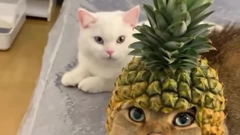 Pineapple Cat, The very best and funniest CAT moments 😅Funny Pet Videos 2024