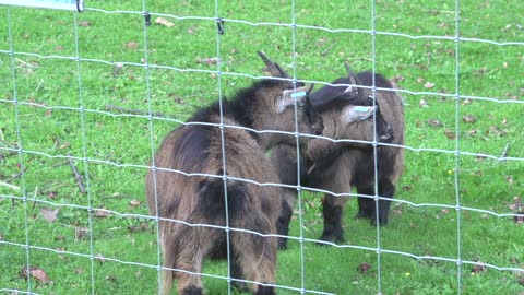 surrey park farm baby goat raw 8