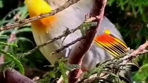 Cute Beautiful Birds 😍 Part-03