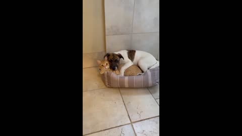 Dog and cat adorably cuddle together in bed