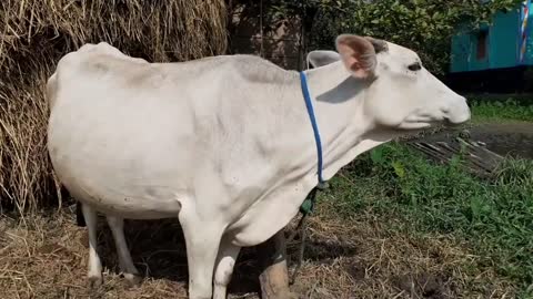 Cow Mooing In A Rural Village Area | Eight Cow Voice Sound Once By Once In Our Village