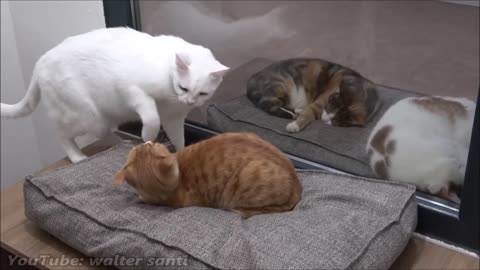 Cat Tries To Get On The Bed Without Waking Other Cat Up