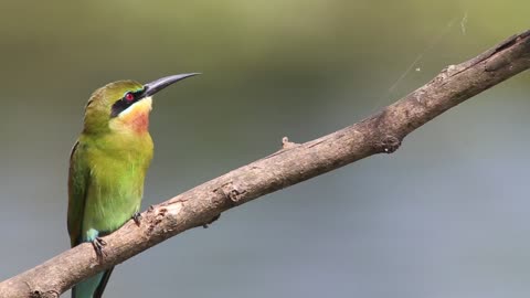 Beautiful Blue Tailed Bee Eater