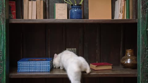 Cat Jumping On The Book Shelves