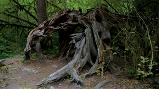 A Walk in the Hall of Mosses - Olympic National Park