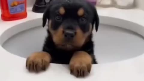 Cute dog comp