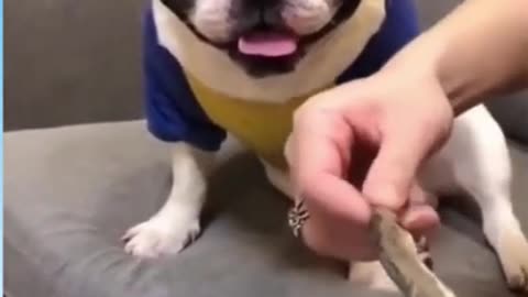 funny cutest dog you ever seen before