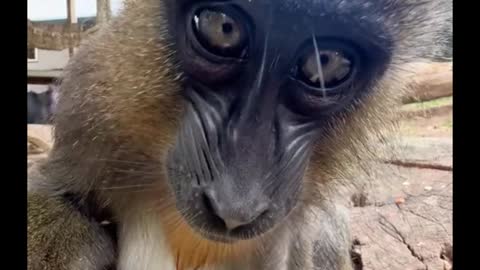 The monkey seems curious about the camera