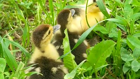 Cute Ducks