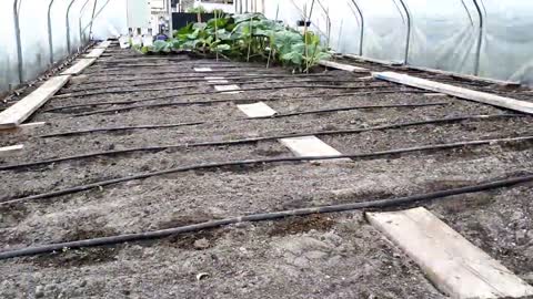 Timelapse _ From seed to 600kg Giant Pumpkin