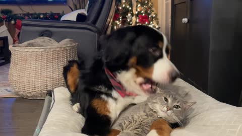 Bernese Mountain Dog Cuddles Grey Tabby Cat at Christmas Time