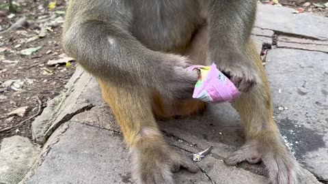 Check the cleanliness of the monkeys in the sanctuary