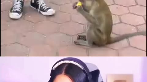 Monkey banana 🍌 🐒 funny reaction Indian reaction