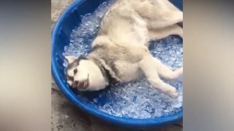 Husky Takes An Ice Bath & Absolutely Loves It