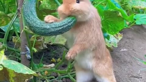 CuTe Rabbit Eating Zucchini☺🤗