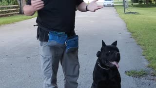 Thinking of Getting a Cane Corso? Watch This First!