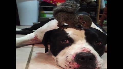 Squirrel's Unlikely Dog Friend Protects Him From A Cat