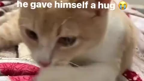 What a kind cat