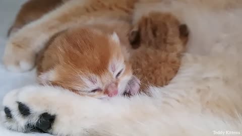 Very small kitten Cute scenes