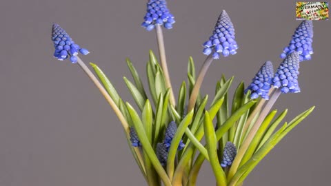 hyacinth flower bloom