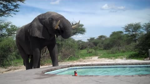 Elephant needs a drink