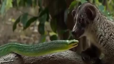 Snakes vs animaux