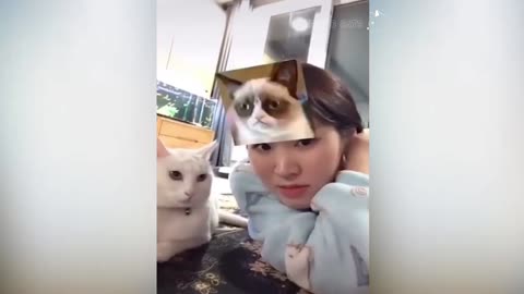 Cute Cats, slapping their owners without second thoughts