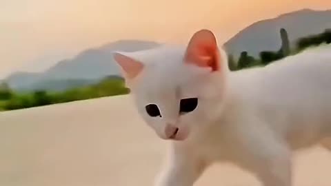 Cat Video New Funny Cat Video