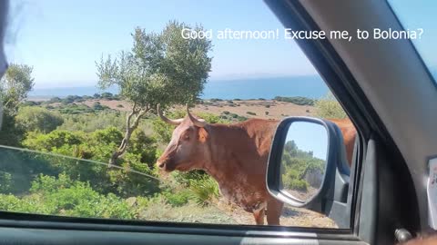 Cow hilariously gives passersby some good directions
