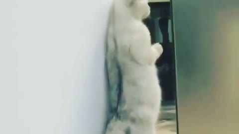 funny cat video 4