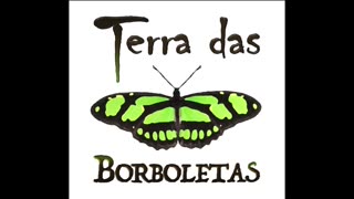 Borboleta ou canário?